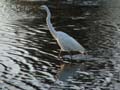 White Egret